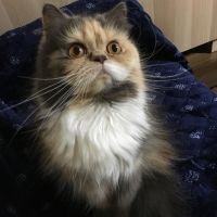 ぁちゃもまま 会員画像