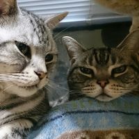 ディケイド 会員画像