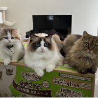 うりちーず 会員画像