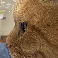 スペアリブ 会員画像