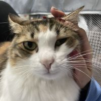 くーちゃんVv 会員画像