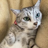 いはっちさん