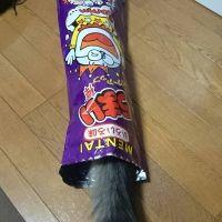 詩歌:-) 会員画像