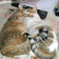 まなねこ 会員画像