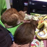 ガッソ 会員画像