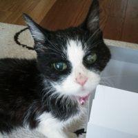 yoshi+kao+eve 会員画像