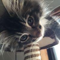 ムサシママ 会員画像