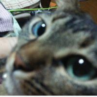 やむにやまれずさん