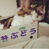 たむむーちょ 会員画像