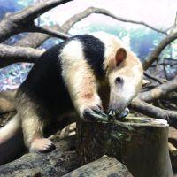capybara510 会員画像