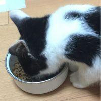みゃっころり 会員画像