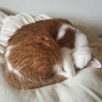けむたろう 会員画像