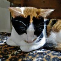 ナオチョビ 会員画像