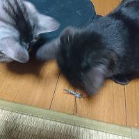 会員画像