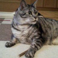 カシムさん