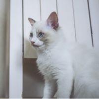 100円キッズ 会員画像