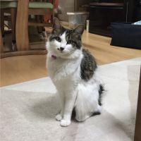 うじうじこ 会員画像