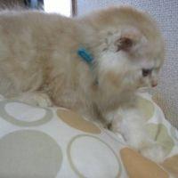 saru 会員画像