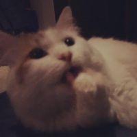 猫海亭日乗 会員画像