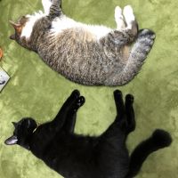 あんずコロン 会員画像