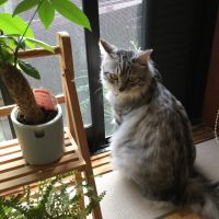 ねこまん丸 会員画像