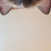 会員画像