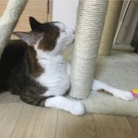 choco.3さん