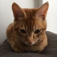 チコ助 会員画像