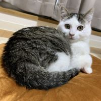 おみうこ 会員画像