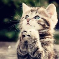 ねこだいすきだよさんのホーム ネコジルシ