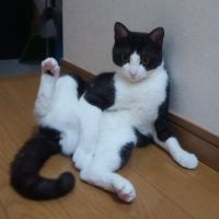 アキファミリー 会員画像