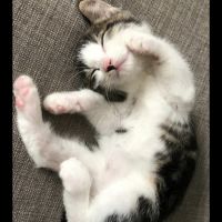 りんりいさん