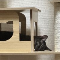 きゆゆさん