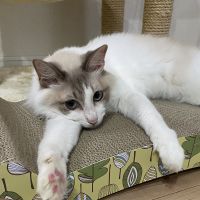 ミク0831 会員画像