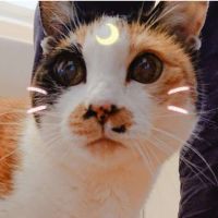 ニャンビット