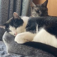 ハチとクマのママ 会員画像