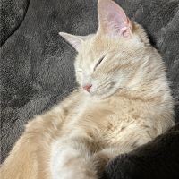 うさぎちょこ 会員画像