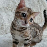 ベンガルのエルさん