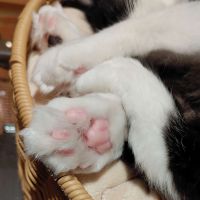 野良ヤギ子さん