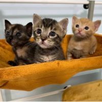 ぶぶひと 会員画像