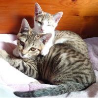 はるちゅんごう 会員画像