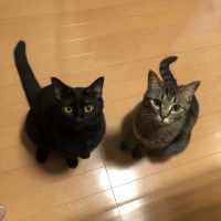 musaophd 会員画像