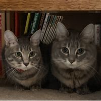 さくらや にゃんこ 会員画像