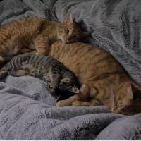 Gakumuku 会員画像