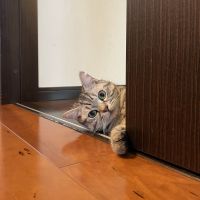 まつまつまさん