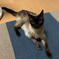 青いバラさん