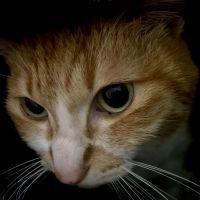 にくきゅう3さん