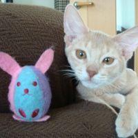 こめつぶ 会員画像