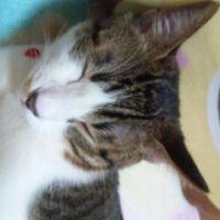 猫らぶ 会員画像