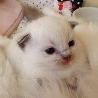 いわたん 会員画像